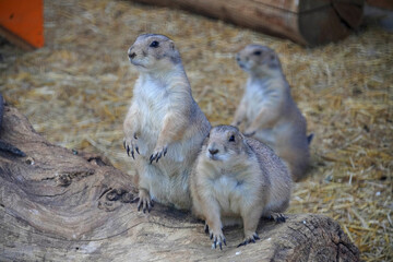 group of black-tailed prairie dogs squirrel family funny animals fauna nature
