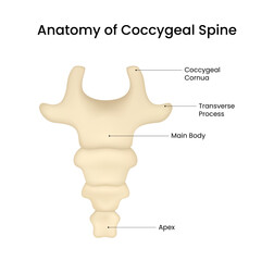 Anatomy of Coccygeal Spine Structure and Components