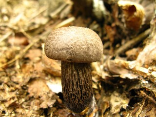 Tylopilus nigerrimus, known as Geomeun-sunmat-geumul-beoseot, is a bitter bolete with a velvety dark brown cap and pores turning pink, found in pine and oak forests. Photographed in Korea.