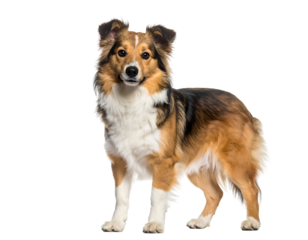 A charming dog with a fluffy coat stands confidently, showcasing its playful and friendly demeanor in a bright setting.
