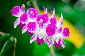 Purple and white Cooktown orchid with water drops on a green background, captured in sunlight. Close up of blooming flower, growth, garden photography background.