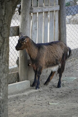 Small Alpine ibex even-toed ungulate fauna nature 