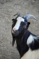 
African pygmy American blackbuck close-up looking at the camera fauna nature