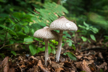 Delicate white-gray mushrooms growing among fallen leaves in a forest
