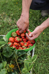 Hands harvesting ripe strawberries into a vibrant green bowl in a sunny garden, showcasing fresh organic produce and the joy of homegrown farming