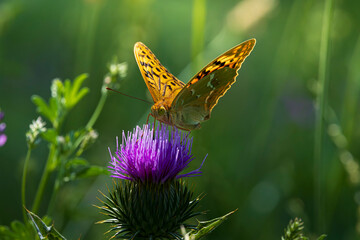 butterfly on a flower
