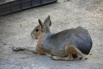 The Patagonian mara is a large rodent of the guinea pig family herbivorous similar to a rabbit fauna nature