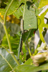 Monarch Caterpillars Eating Milkweed Plant Leaves