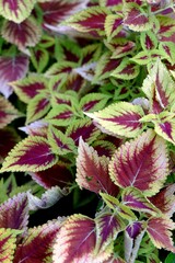 red and green leaves. Portrait Top view of Miana plant or also known as Coleus. Beside Miana, this plant is also known by regional names such as Iler, Jawer Kotok, Ati-ati, or Kentangan .