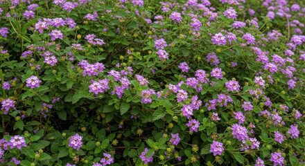 A dense bush covered in small purple flowers and green leaves