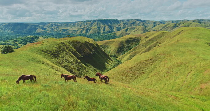Sumba Island's breathtaking landscape unfolds, showcasing rolling green hills dotted with wild horses grazing peacefully under a cloudy sky, creating a serene and picturesque scene