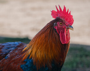 Detailed close up portrait of a rooster with vibrant red comb and colorful feathers. Farm animal and poultry symbol of agriculture, rural life and food production.