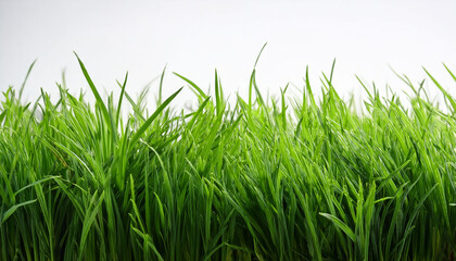 Vibrant Green Grass Texture Against White Background
