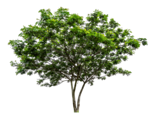 PNG single tree transparent background, high qaulity tree shoot by full frame camera