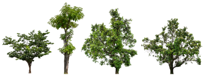 collection tree transparent background easy to selection and drag to main project 