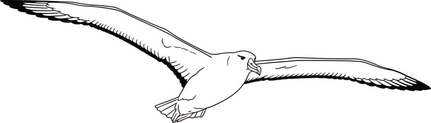 Flying fulmar bird with outstretched wings on a gradient sky