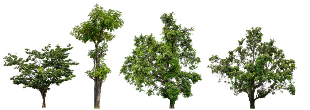 collection tree transparent background easy to selection and drag to main project