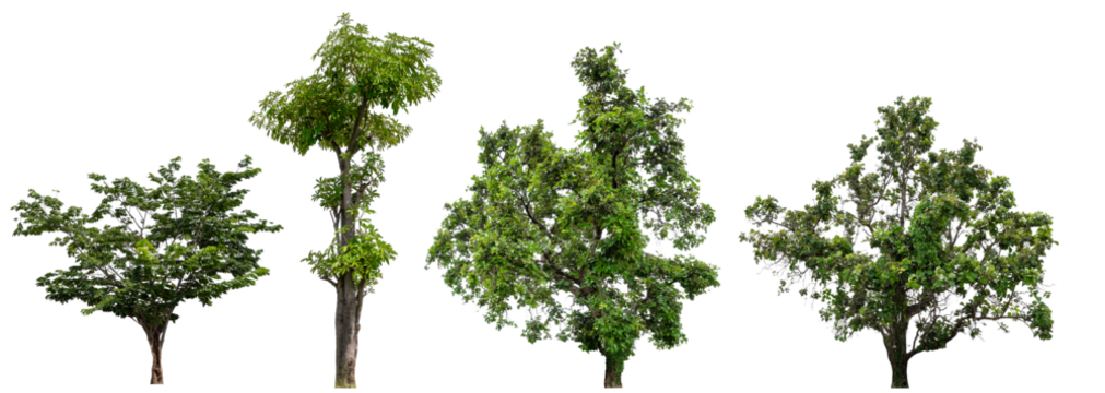 collection tree transparent background easy to selection and drag to main project 