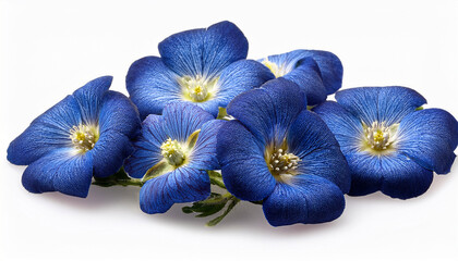 Blue Denim Flowers Isolated On White Background
