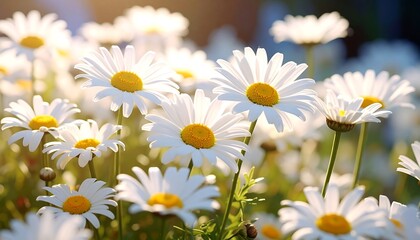 A sunlit field of daisies glows softly, their white petals surrounding bright yellow centers, creating a serene and natural scene with a blurred background