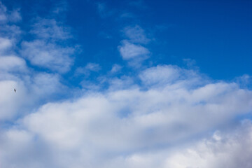 Deep blue sky with clouds.A small bird flying in the sunset sky against a bright blue background.