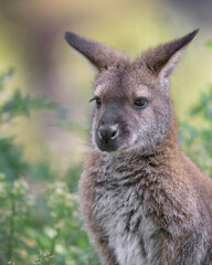 Red-necked wallaby or Bennett's wallaby (Notamacropus rufogriseus) closeup portrait