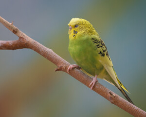 Male parakeet (Melopsittacus undulatus) with yellow and green feathers perched on narrow bare tree branch