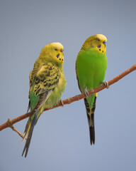 Female (left) and male (right) parakeets (Melopsittacus undulatus) with yellow and green feathers perched on narrow bare tree branch