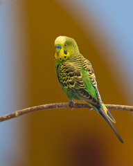 Male parakeet (Melopsittacus undulatus) with yellow and green feathers perched on narrow bare tree...