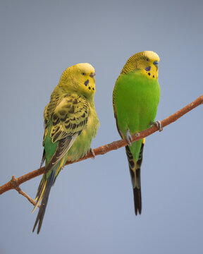 Female (left) and male (right) parakeets (Melopsittacus undulatus) with yellow and green feathers perched on narrow bare tree branch