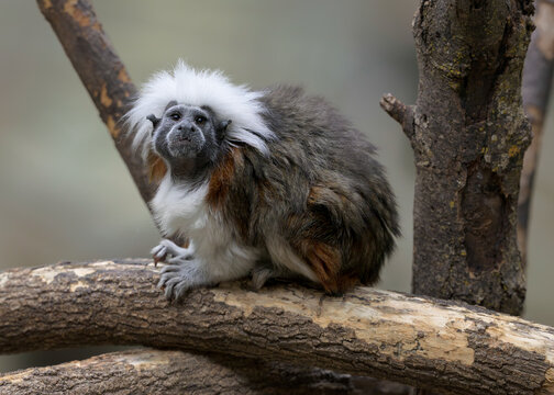 Cotton-top tamarin full body portrait sitting on bare tree branch in forest