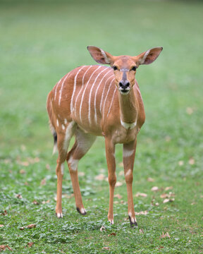 Female Nyala antelope full body portrait standing on green grass