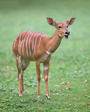 Female Nyala antelope full body portrait with open mouth standing on green grass