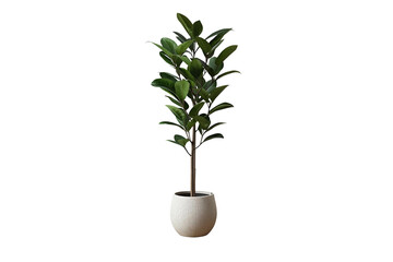 Bring the outdoors in with a charming potted plant, perfect for adding a touch of nature to your home or office space with lush green leaves