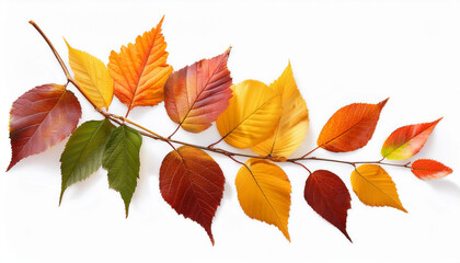 Fototapeta premium Autumn Twig With Colorful Leaves In A Seasonal Arrangement Isolated On White Or Transparent Background