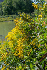 Obraz premium Vibrant yellow wildflowers bloom by tranquil lake waters