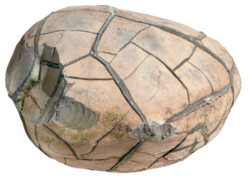 Septarian Nodule. Geology. Fosil rock. On transparent background