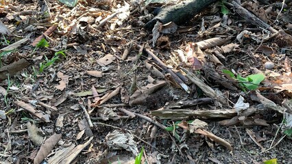 view of dried leaves on the ground