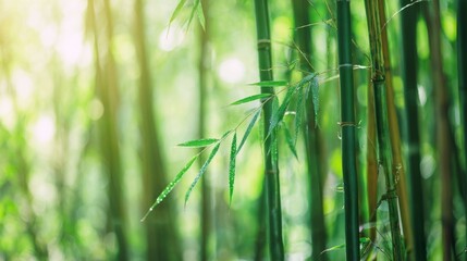 green grass background