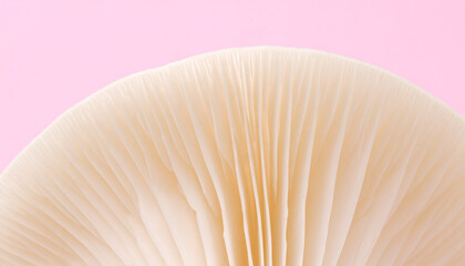 Close-up of a mushroom cap's gills against a pink background, showcasing delicate texture and radial pattern.