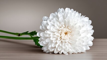 White Chrysanthemum Flower in Glass Vase on Plain Table Enhances Simple Decor