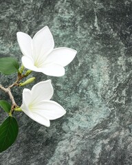White Flowers Resting on a Stone Surface in a Tranquil Setting