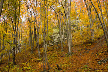 Obraz premium an autumn forest landscape. Autumn deciduous forest