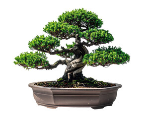 A meticulously crafted bonsai tree, with intricate branches and lush foliage, stands in a simple, oval-shaped pot against a stark black backdrop, evoking a sense of tranquility and artistry.