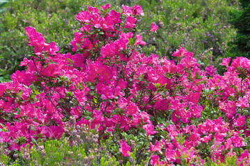 A flowering rhododendron bush. Pink flowers of rhododendron close-up