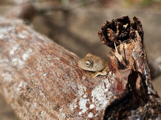 Treefrog on a tree