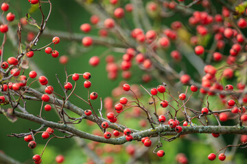 Hawthorn red berries in nature, autumn seasonal background.