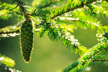 Sunlit Green Pinecone in Vibrant Forest Glow