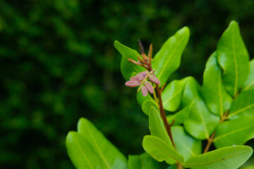 Obraz premium New Mangrove Leaves with Tropical Nature, and Green Background.