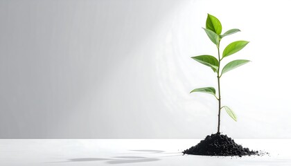 New Beginnings Sprout Of Growth In The Light